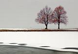 Trees Beside Freezing Pond_11381